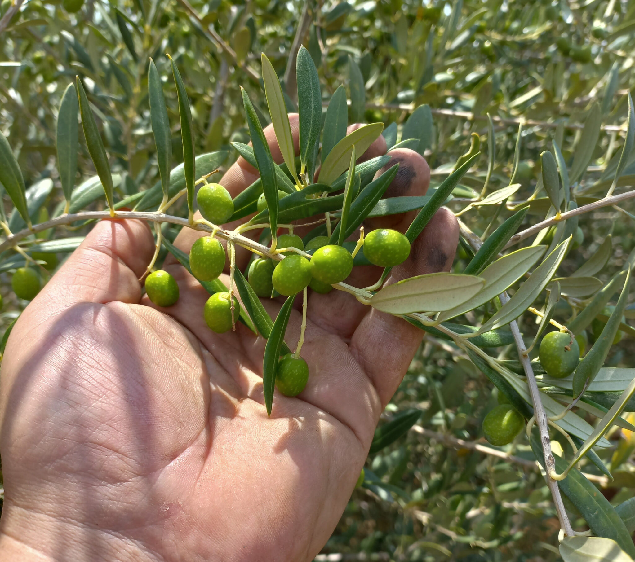 Why Do We Pick Olives By Hand? Arete’s Olive Oil